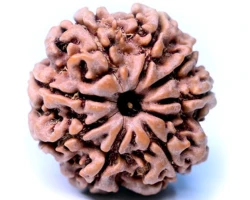 8 Mukhi